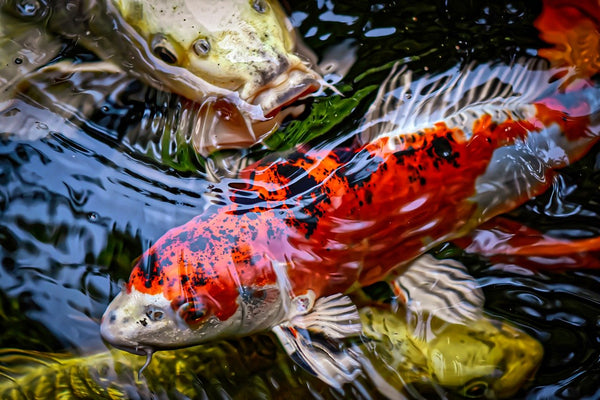 Koi Fish in Aquaponics